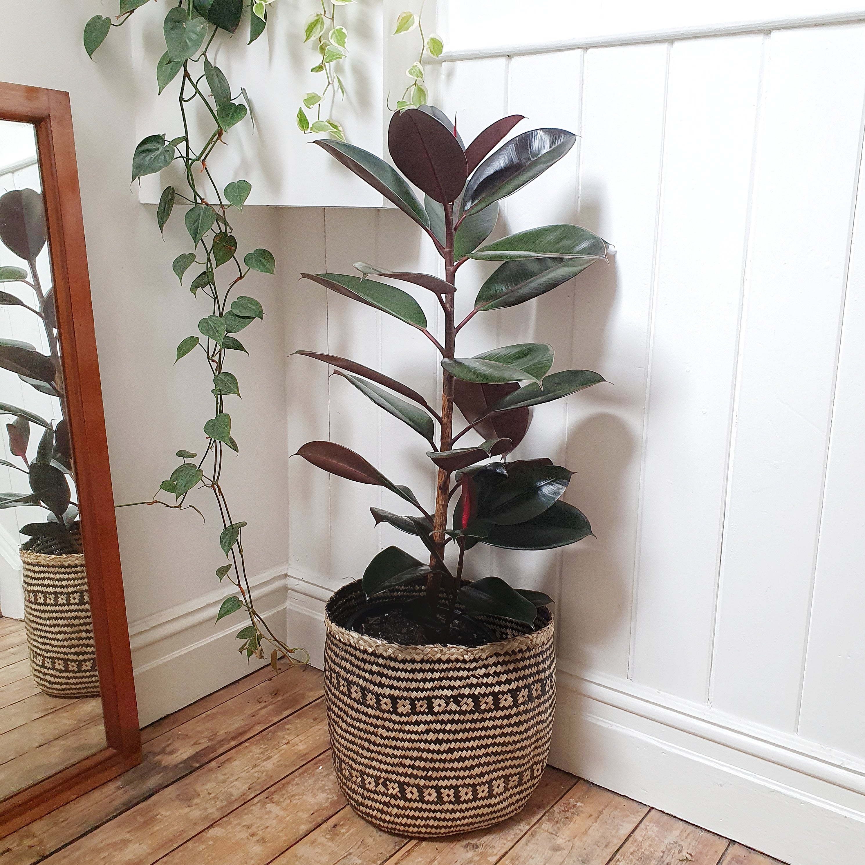 ficus burgundy indoor plant Ficus elastica 'Burgundy' (Rubber Tree) - 30cm pot