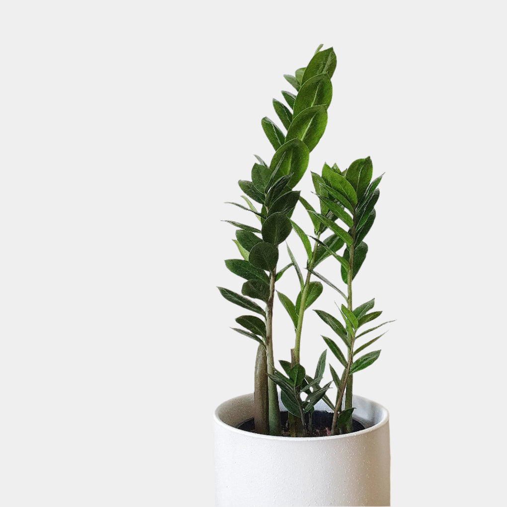 buy zz plant melbourne Zamioculcas zamiifolia (Zanzibar Gem, ZZ Plant) - 15cm pot