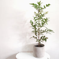 Agathis robusta (Queensland Kauri) - 25cm pot