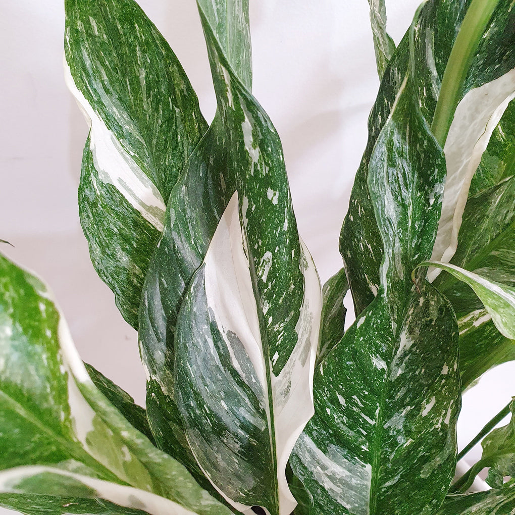 variegated peace lily picasso vs domino Spathiphyllum 'Domino' (Variegated Peace Lily)- 17.5cm pot