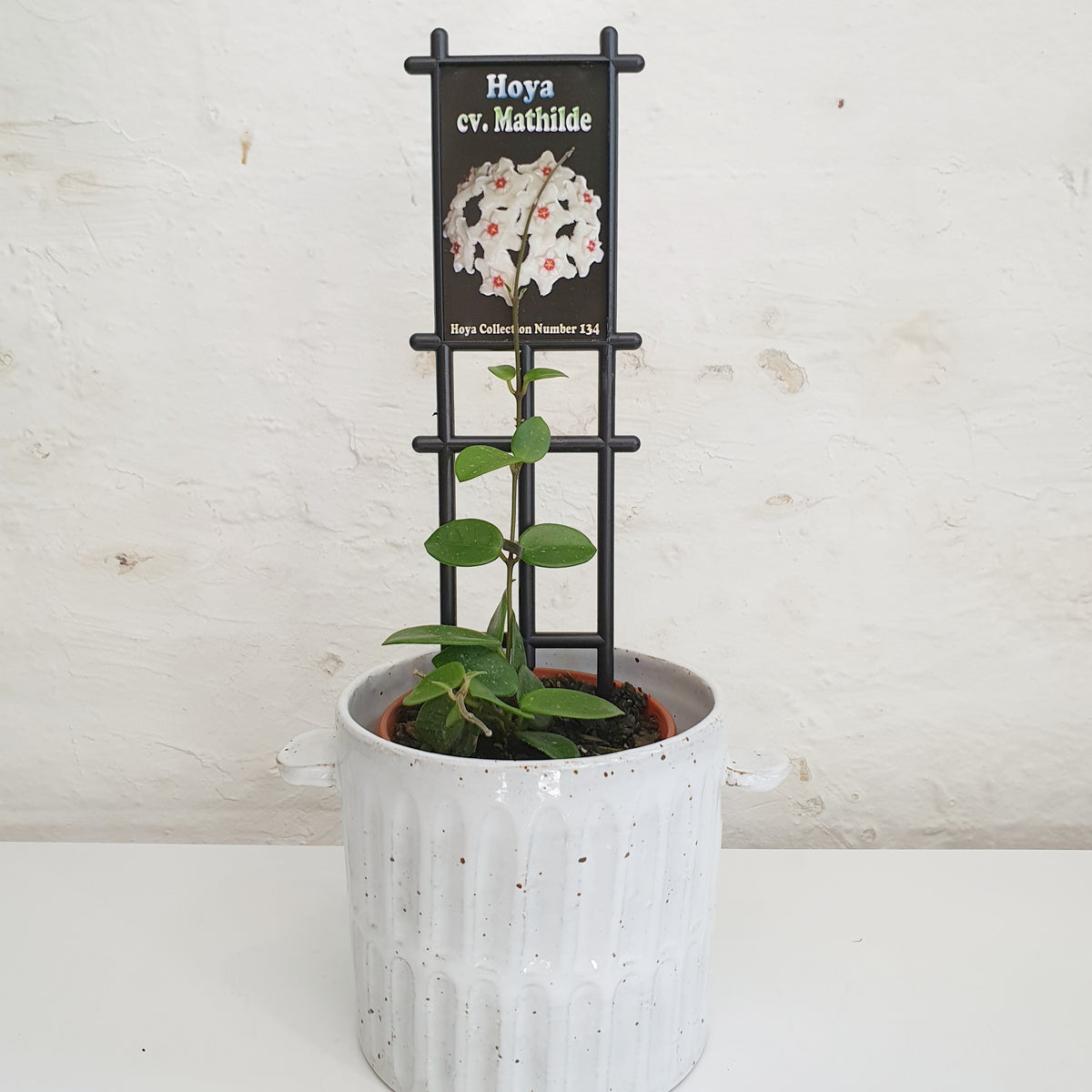 Hoya Mathilde - 10cm pot | Plantsmith Indoor Plants Melbourne