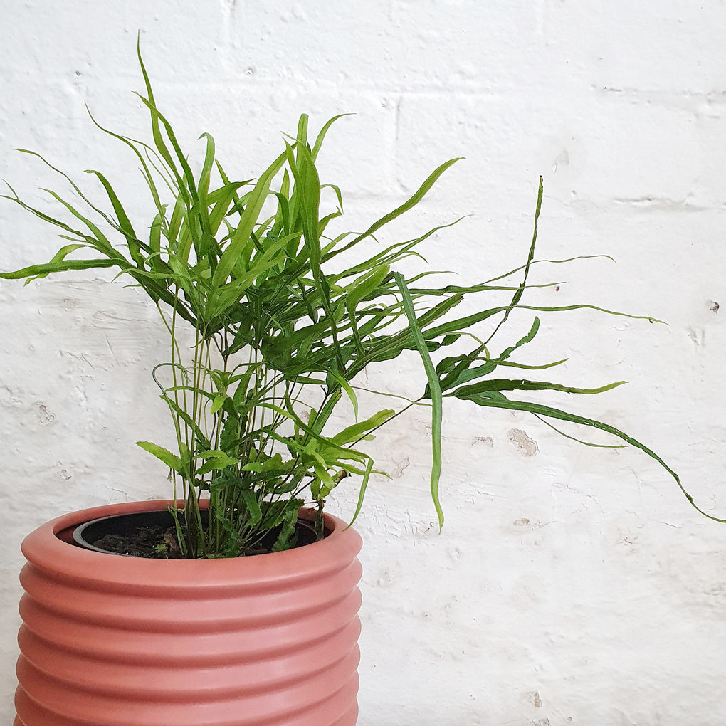spider brake plant Pteris Multifida (Spider Brake Fern) - 14cm pot