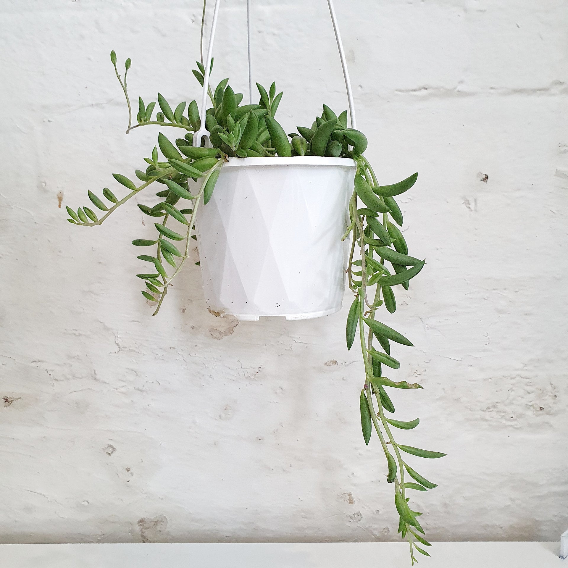 Curio radicans (String of Bananas/Beans) - 13cm pot | Plantsmith Indoor ...