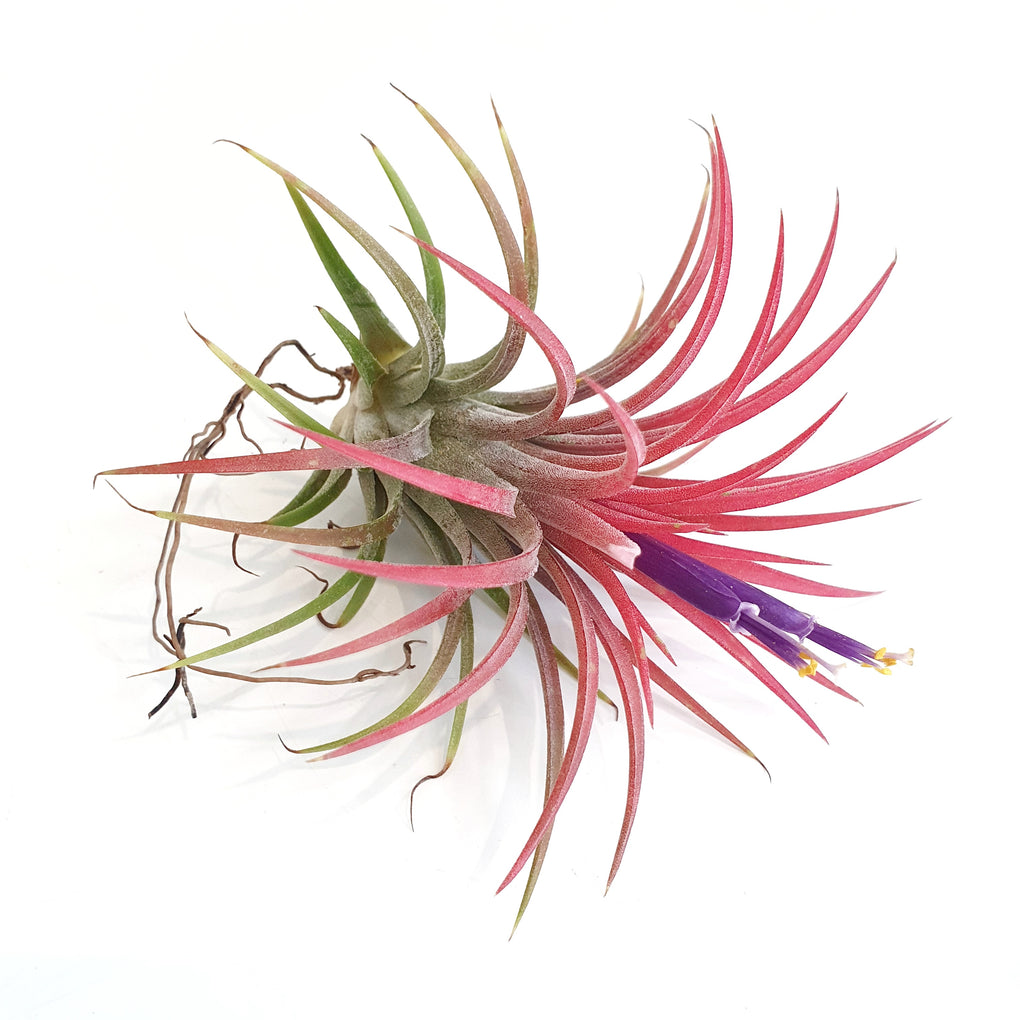 air plants melbourne Tillandsia ionatha (Air plant)