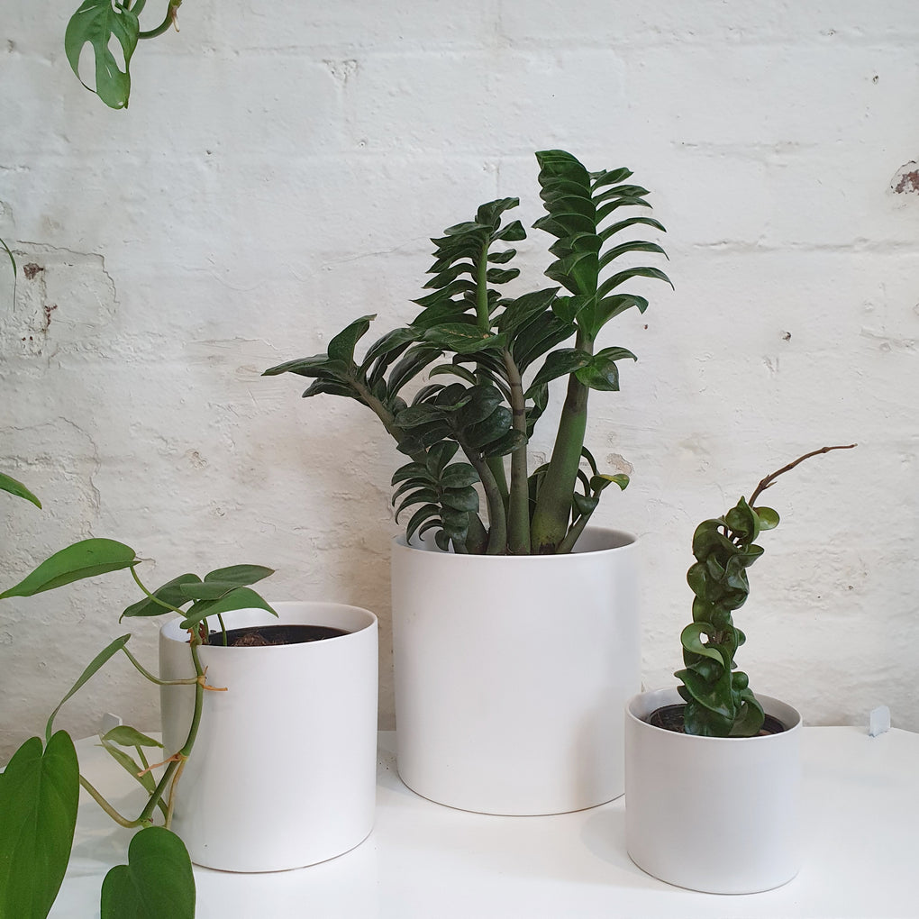 indoor plant pots melbourne Basic 'White' ceramic cylinder pots