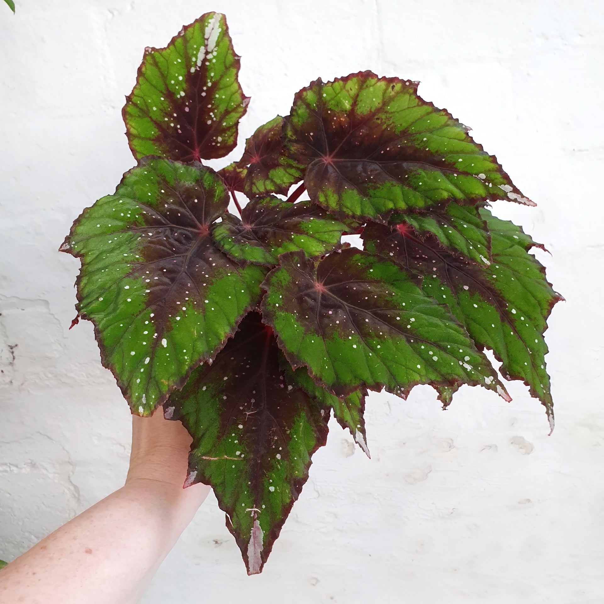 Begonia rex 'African Jungle' 13cm pot Plantsmith Indoor Plants