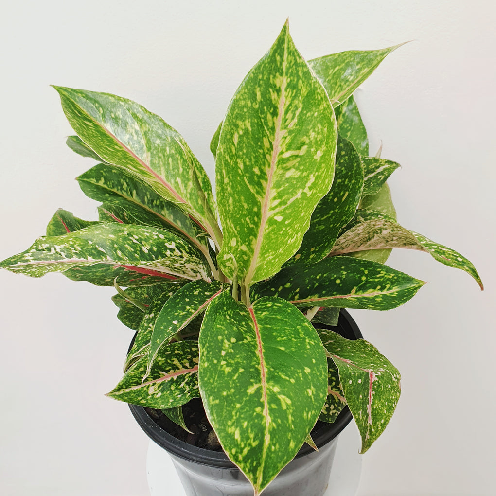 night sparkle aglaonema Aglaonema 'Night Sparkle' - 20cm