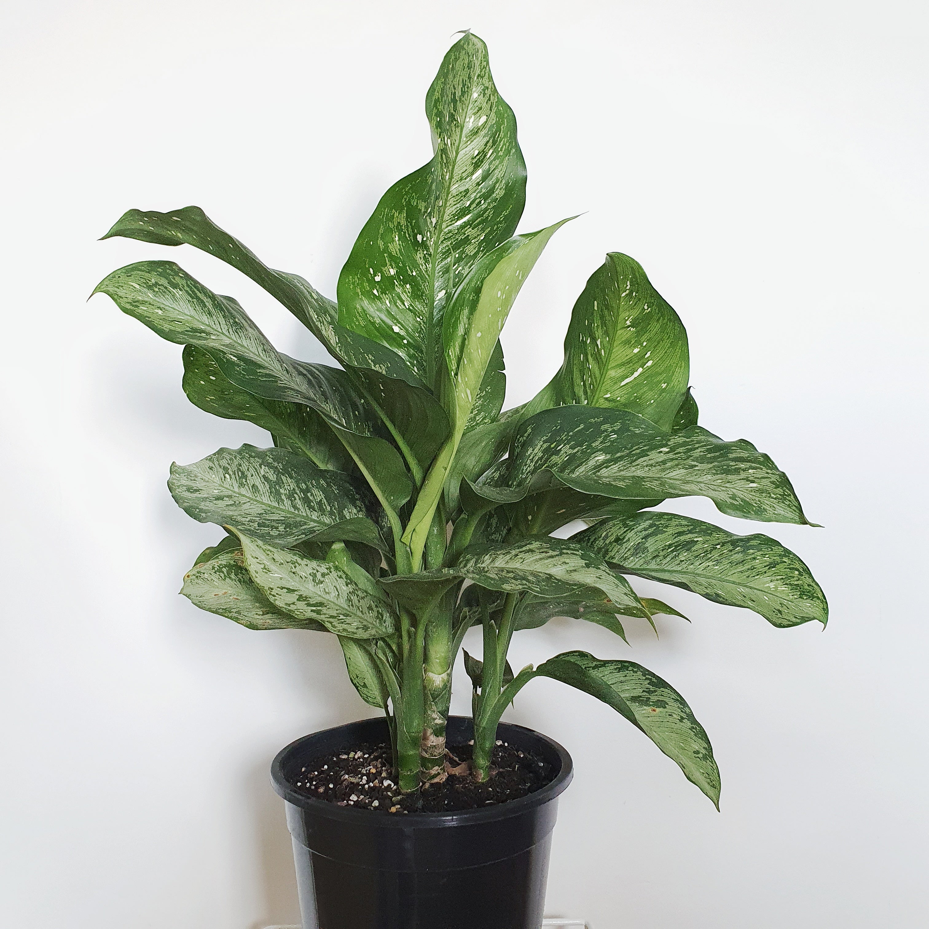 Dieffenbachia: Planting And Care For Dumb Cane Plant