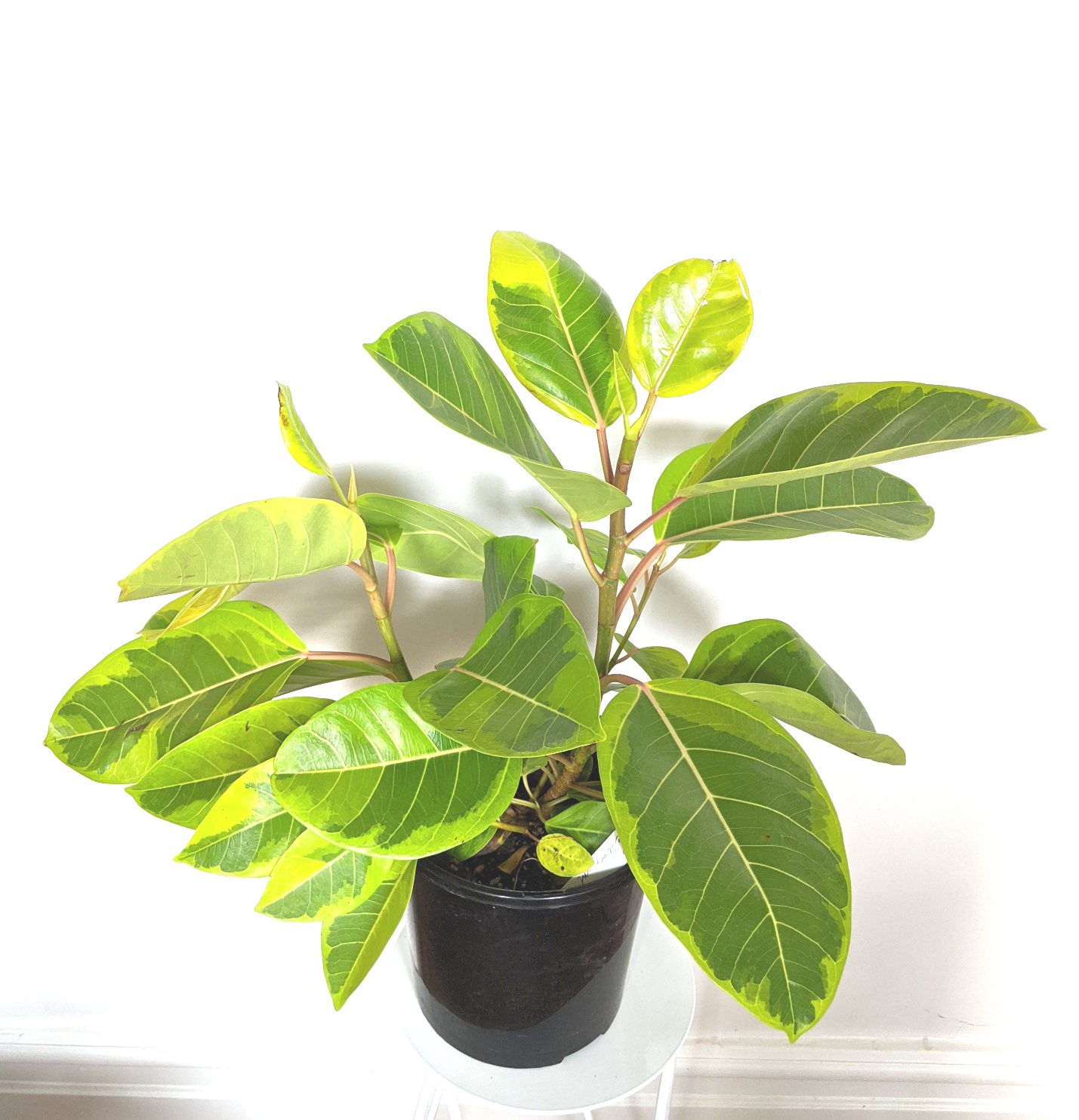 lemon lime rubber tree indoor Ficus elastica 'Lemon Lime' - 12cm pot