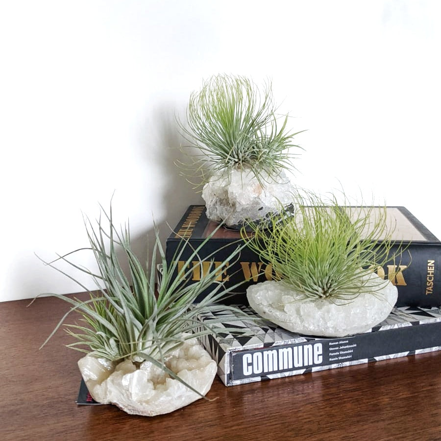 air plants on crystals Tillandsia (Air plant) on Crystal