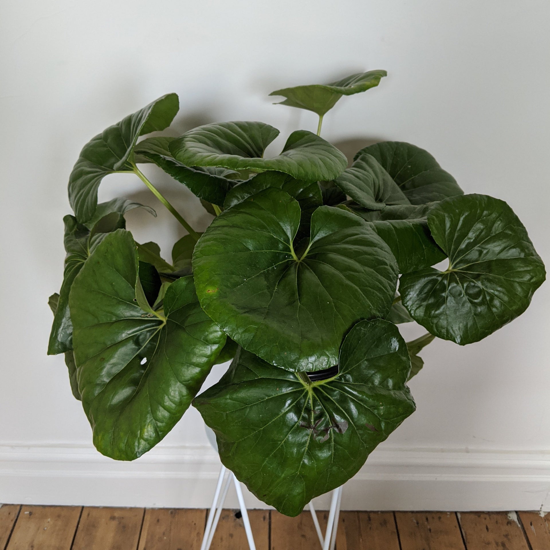 Farfugium japonicum (Tractor Seat Plant) 20cm pot Plantsmith Indoor