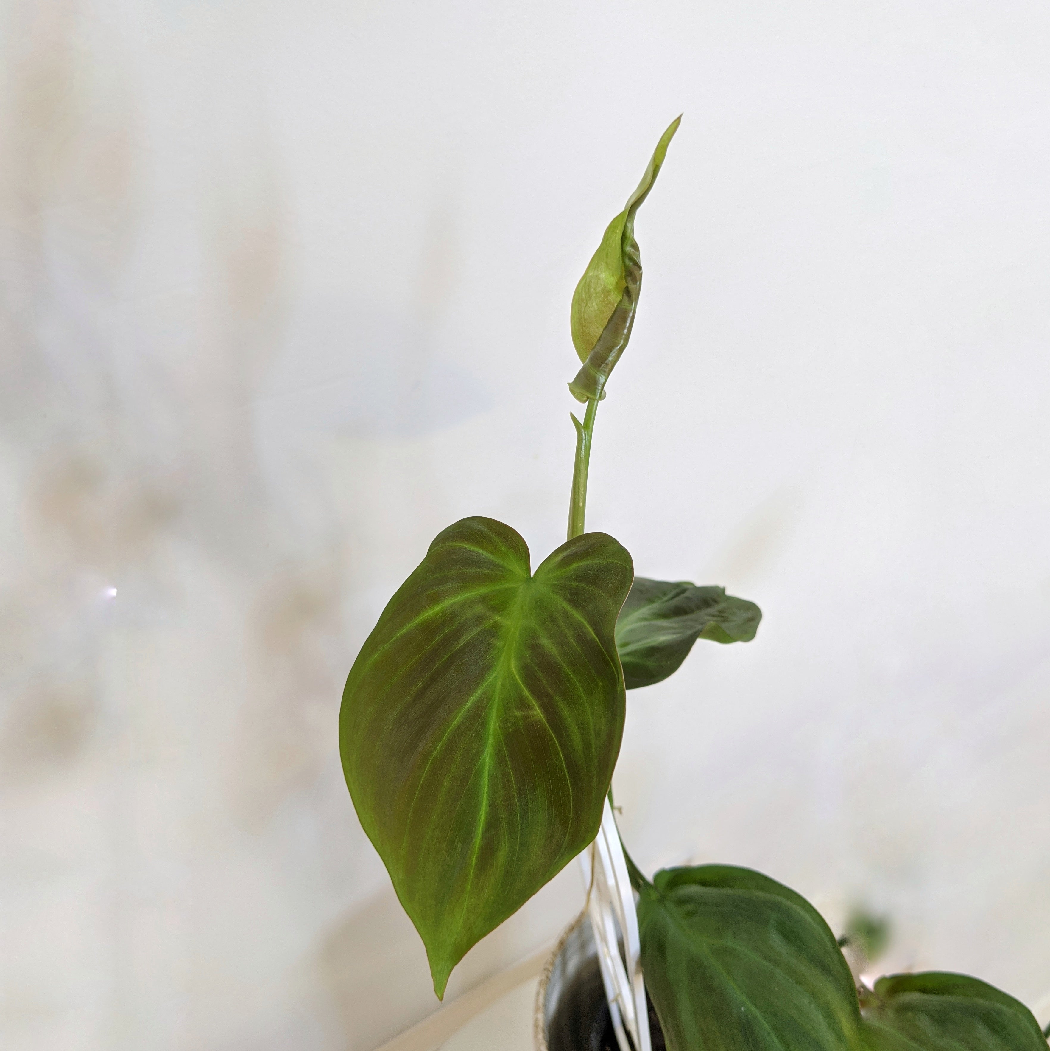 philodendron camposportoanum australia Philodendron camposportoanum
