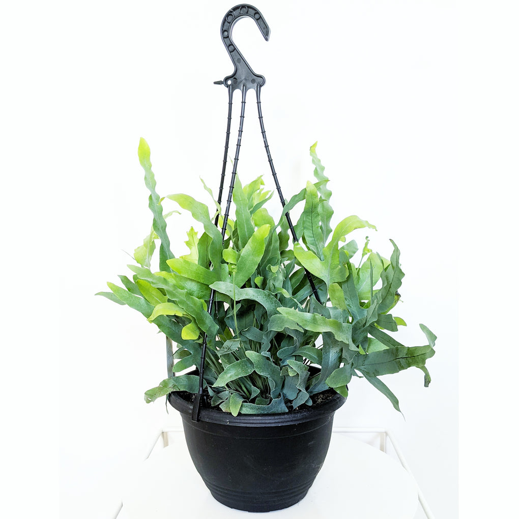 blue star fern hanging Phlebodium aureum (Blue Star Fern) - 20cm hanging pot