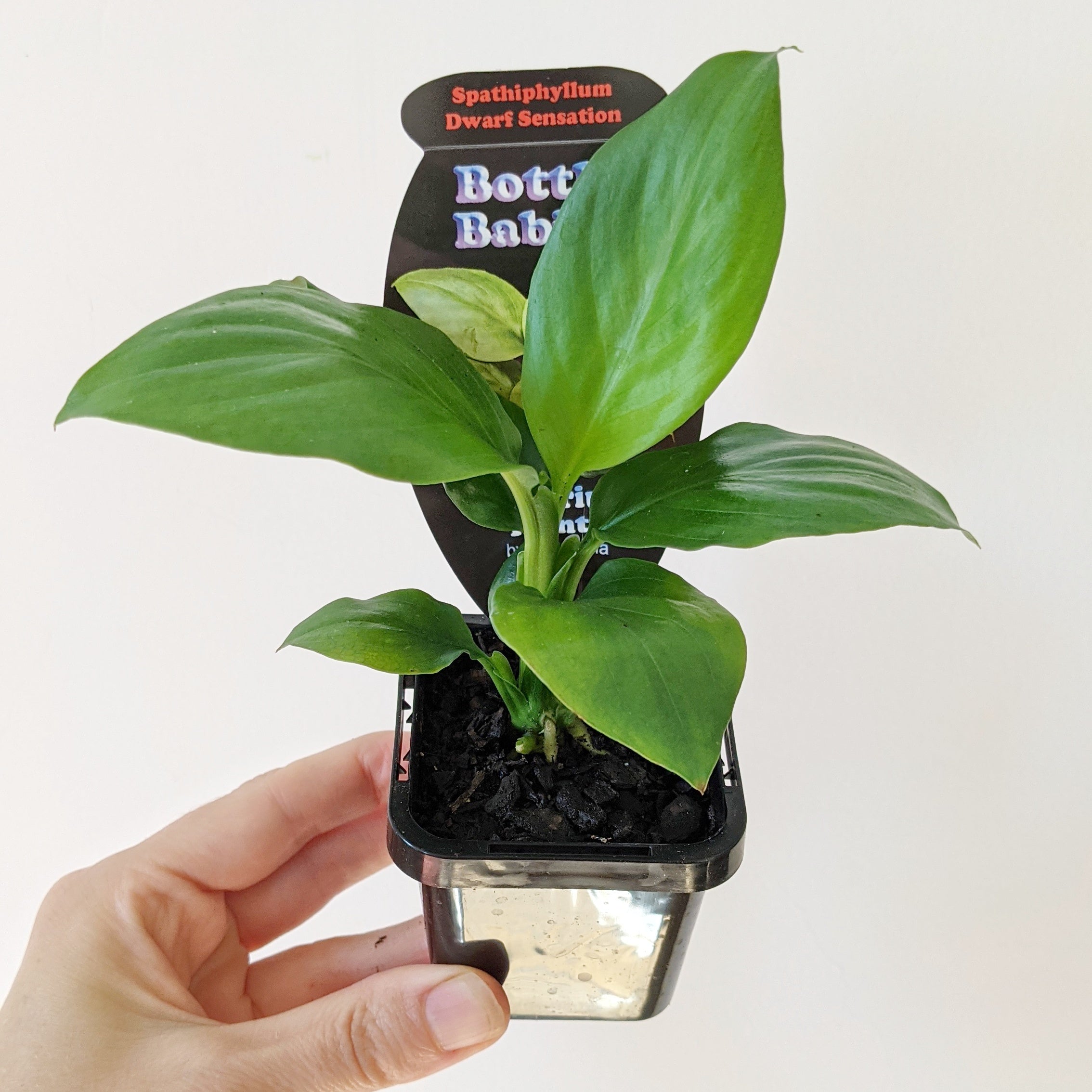 dwarf peace lily Spathiphyllum floribunda 'Dwarf Sensation' (Peace Lily) - 7cm pot