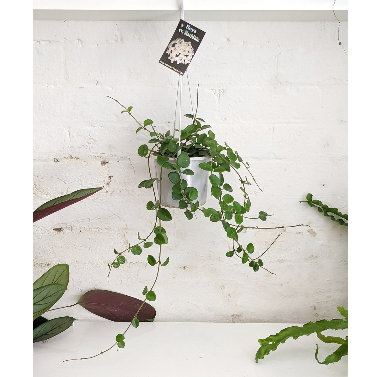 Hoya 'Mathilde' ADVANCED 13cm pot | Plantsmith Indoor Plants Melbourne