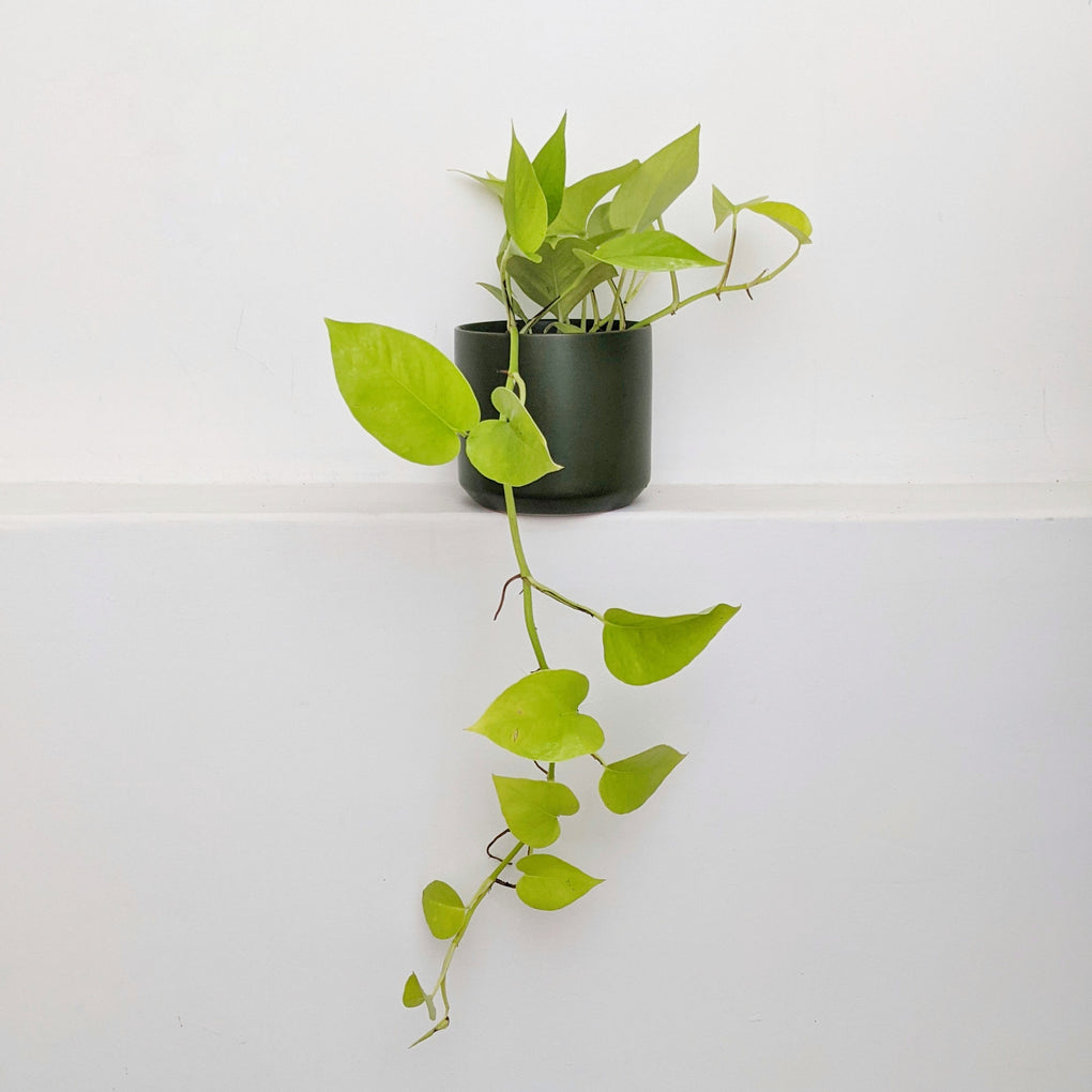 goldilocks hanging plant Epipremnum aureum 'Goldilocks' (Neon Devil's Ivy) - 13cm pot