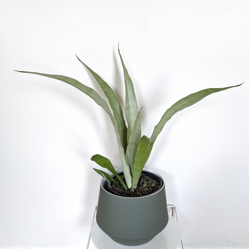 sansevieria trifasciata silver sword Sansevieria 'Silver Sword' - 17cm pot
