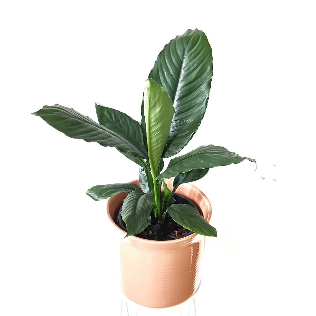 peace lily blue moon vs sensation Spathiphyllum 'Blue Moon' (Giant Peace Lily) 20cm pot