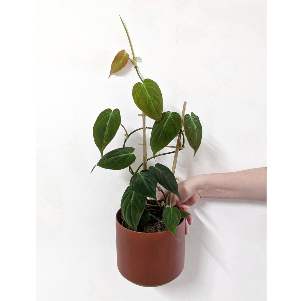 ladder philodendron Philodendron 'Micans' - 13cm pot on ladder