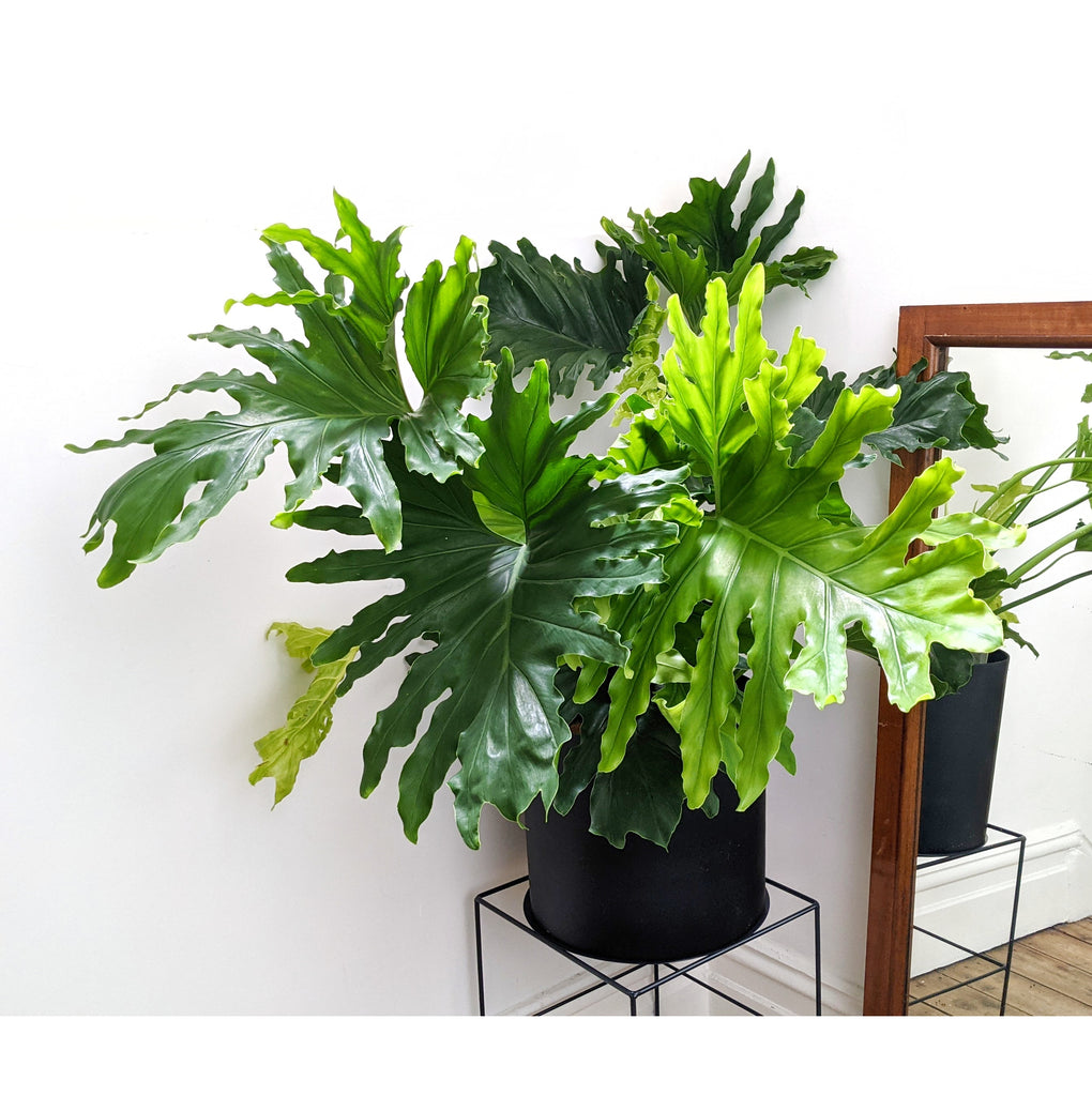 philodendron selloum lickety split Philodendron selloum 'Lickety Split' - 25cm pot