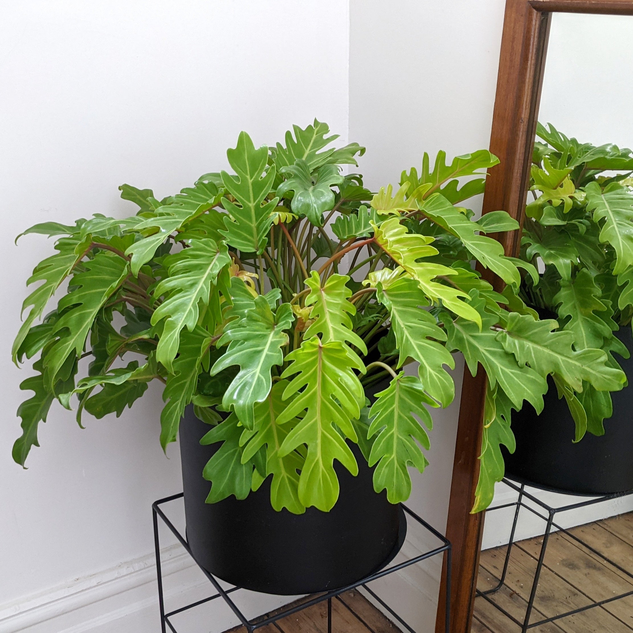Philodendron Xanadu 'Gold Bullion' (Thaumatophyllum)- 25cm pot