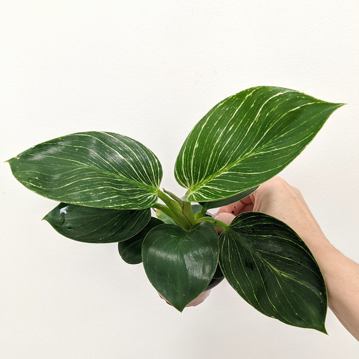 Philodendron ‘Birkin’ - 9.5cm pot | Plantsmith Indoor Plants Melbourne