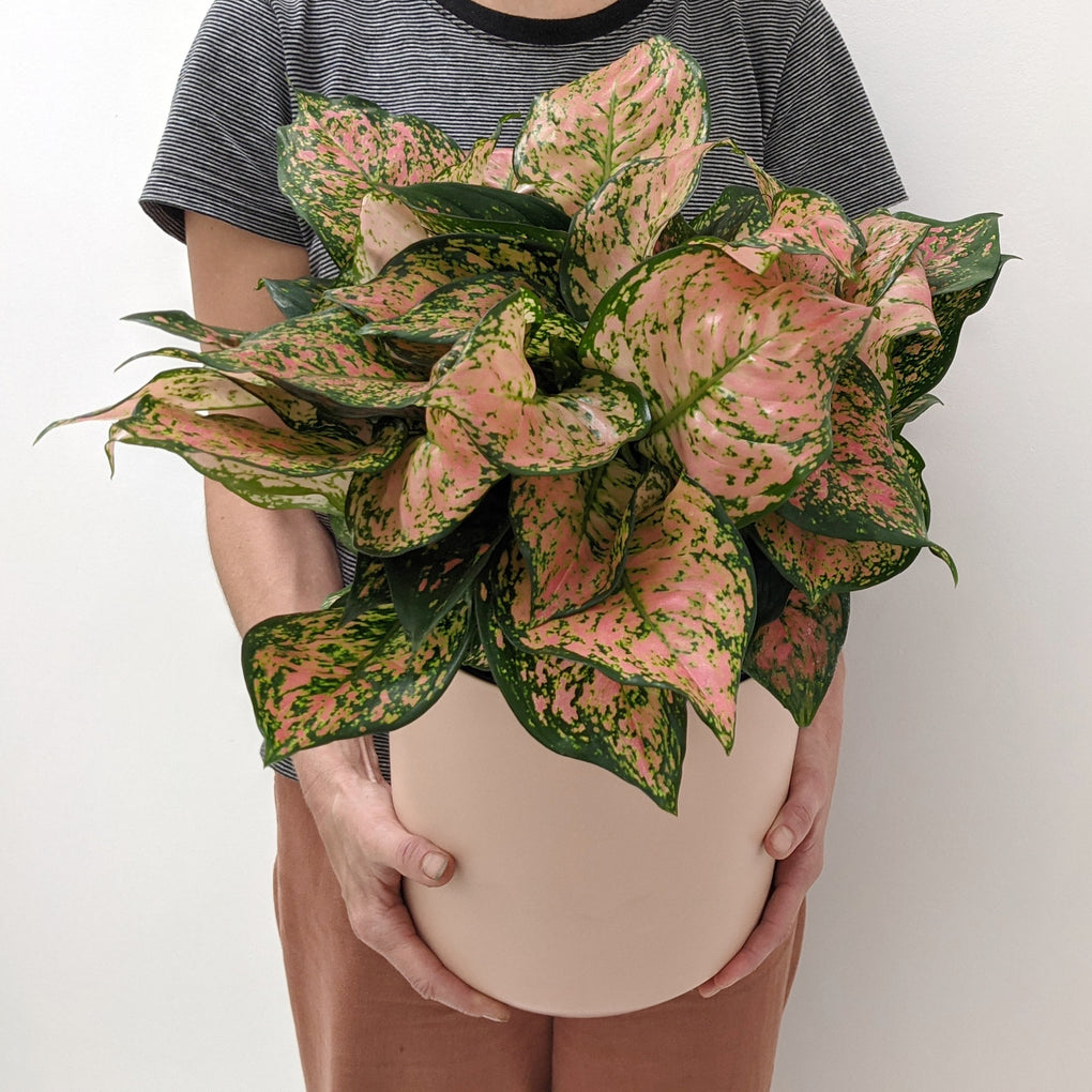 aglaonema melbourne Aglaonema 'Lady Valentine' - 20cm pot
