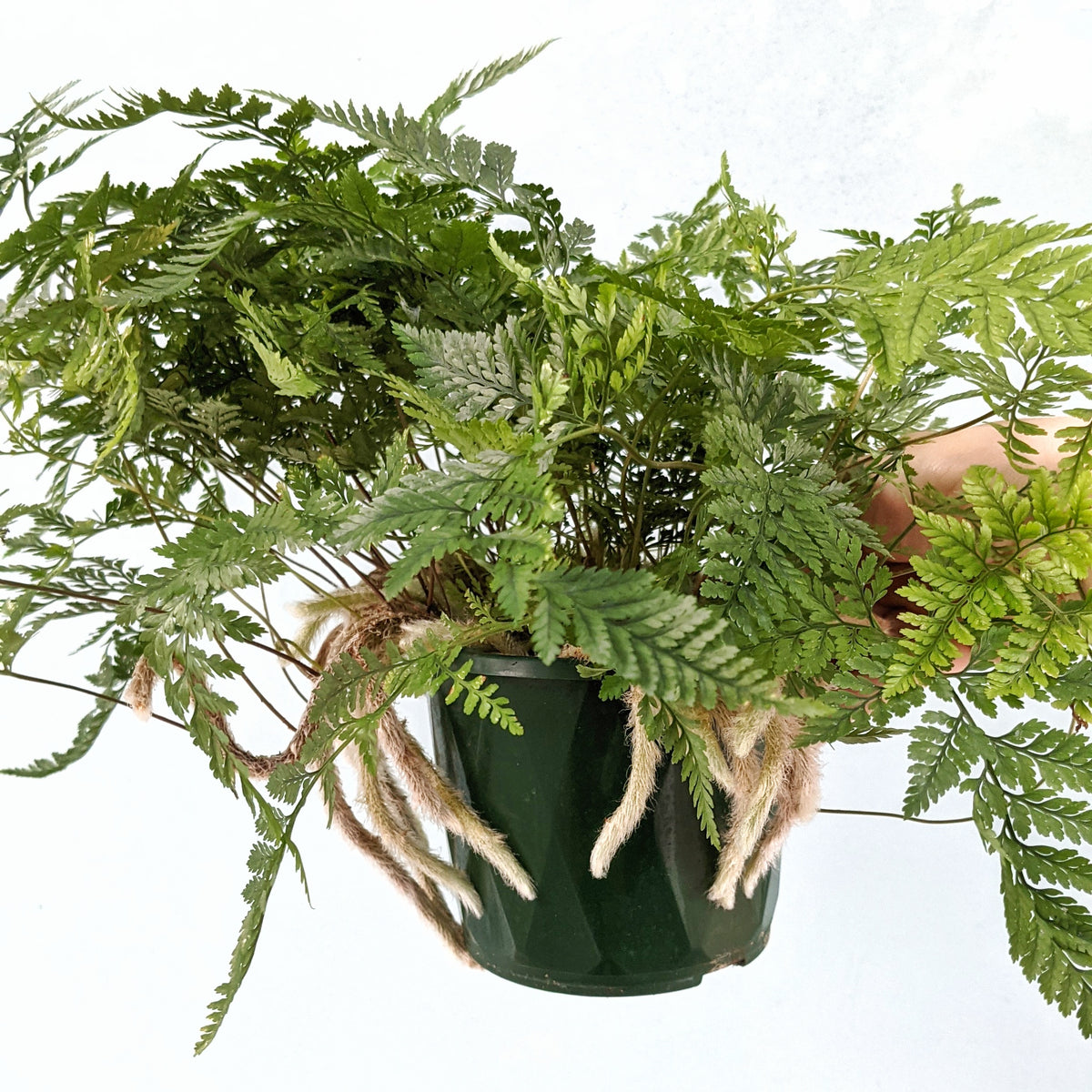 Humata tyermanii (White Rabbit's Foot Fern) - ADVANCED 13cm pot ...