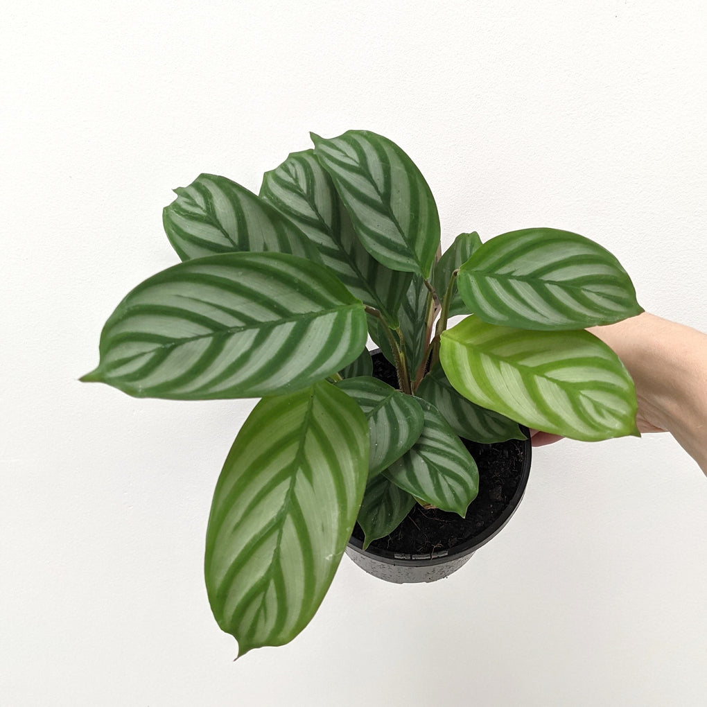 setosa prayer plant Ctenanthe setosa (Prayer Plant) - 12cm pot