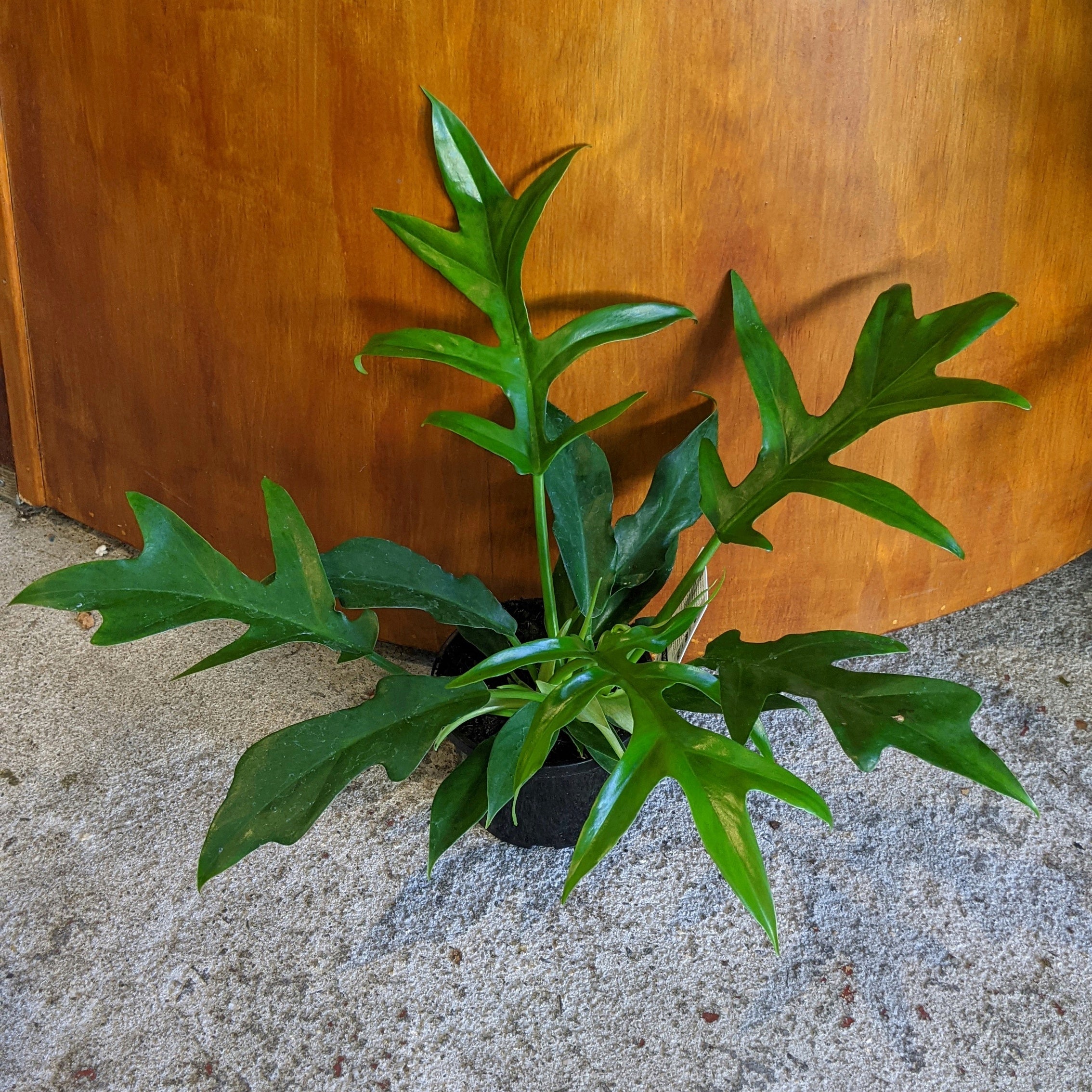 Philodendron undulata 'Cinderella' - 12cm pot
