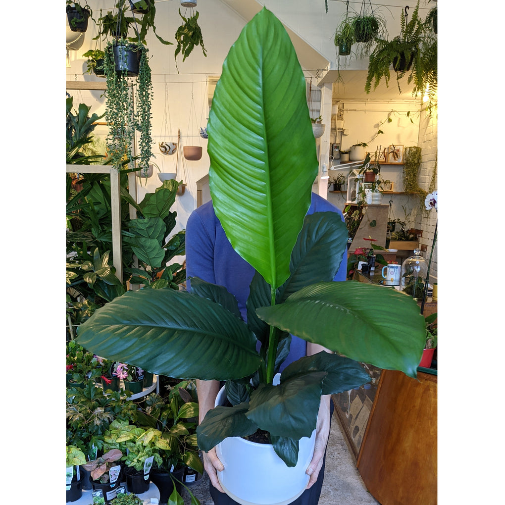 blue moon peace lily care Spathiphyllum 'Blue Moon' (Peace Lily)- Advanced 20cm