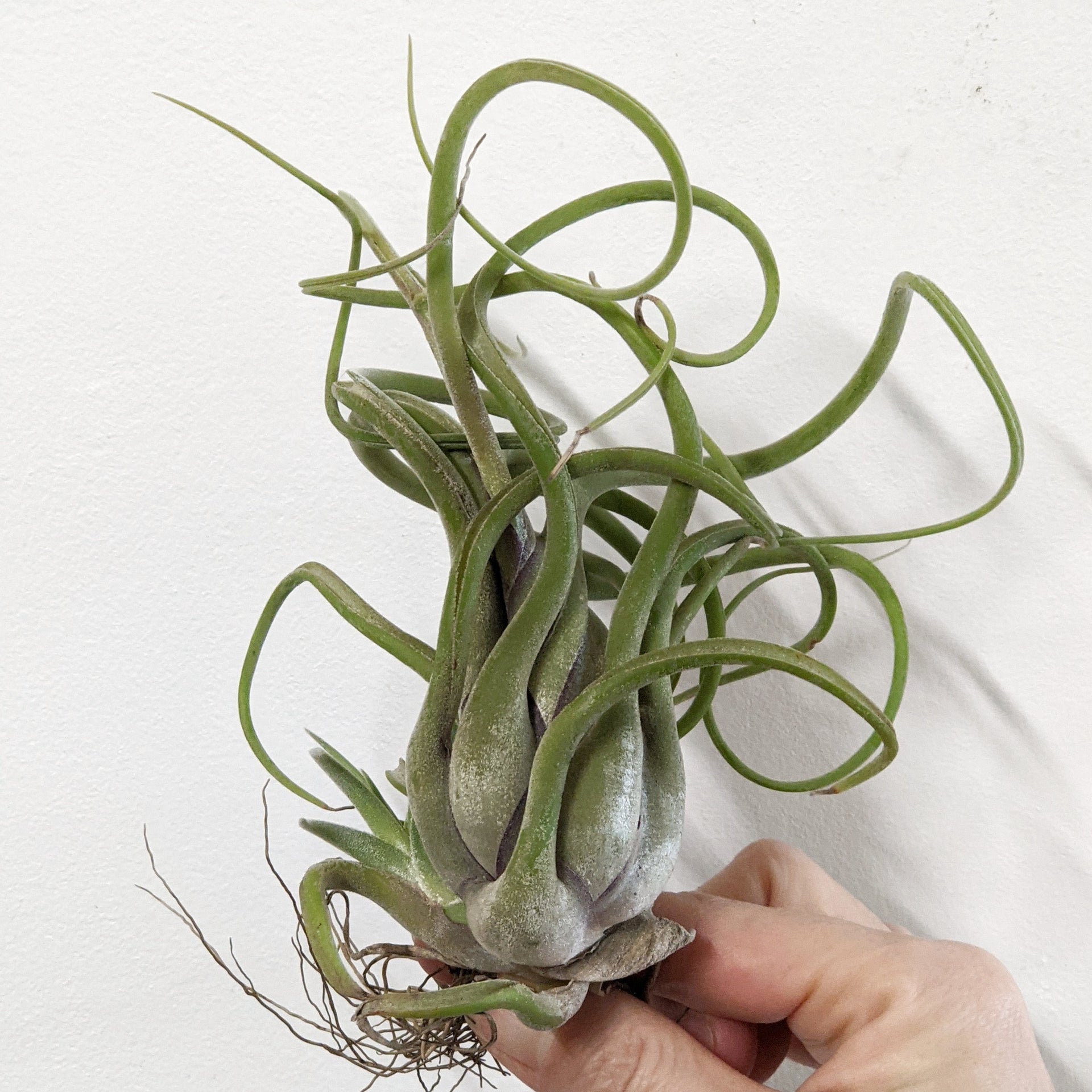 tillandsia-caput-medusae-air-plant-plantsmith-indoor-plants-melbourne
