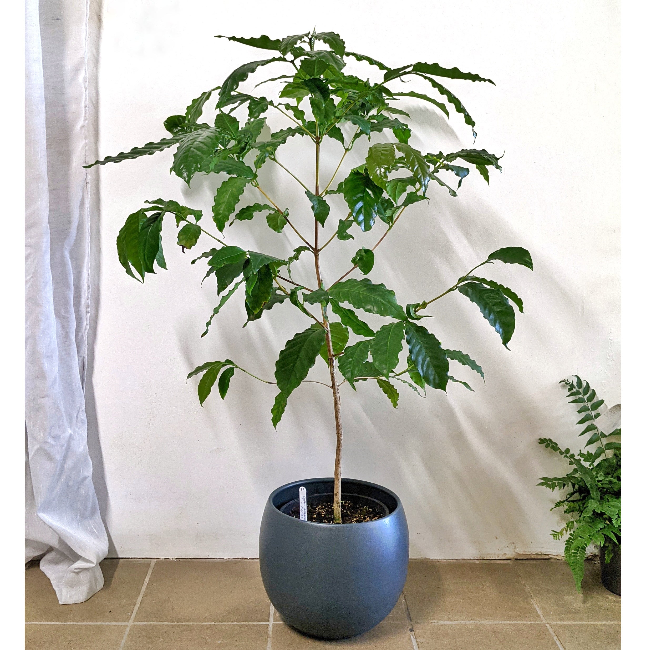 coffee plant pot Coffea arabica (Coffee Tree) - 20cm pot