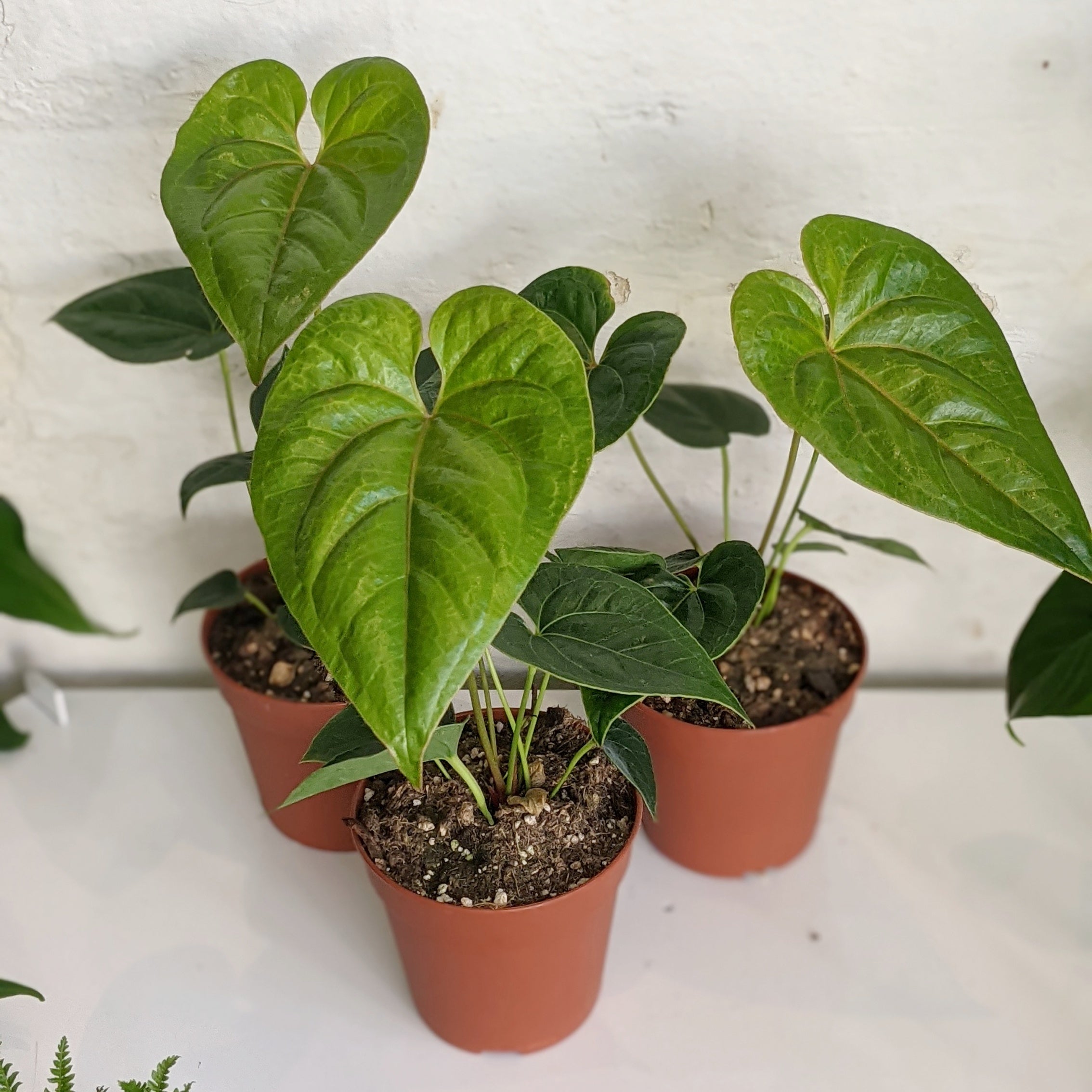 Anthurium decipiens - 12cm pot | Plantsmith Indoor Plants Melbourne