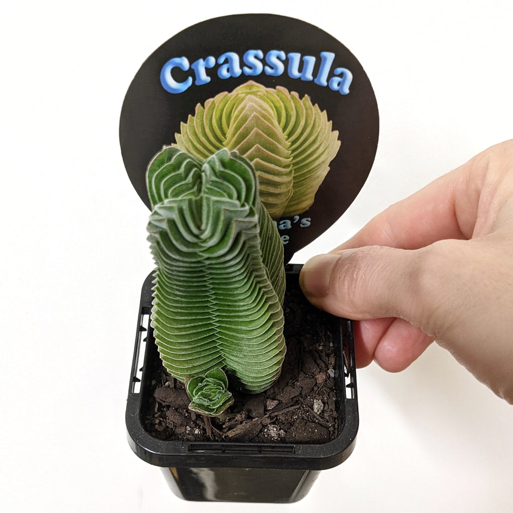 buddha's temple succulent australia Crassula 'Buddha's Temple' - 7cm pot
