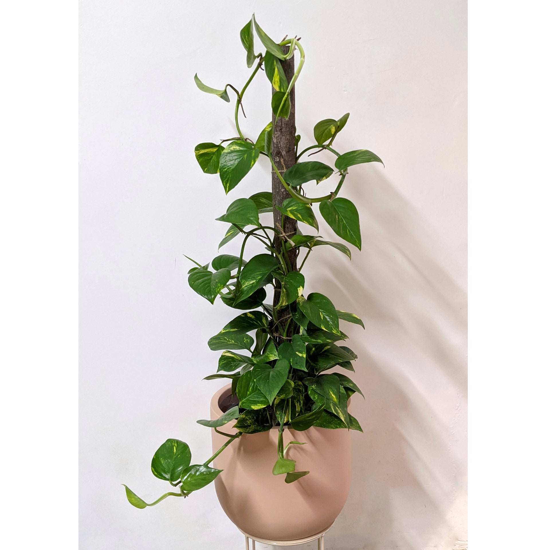 Epipremnum Aureum Devils Ivy Totem 25cm Pot Plantsmith Indoor Plants Melbourne 8367