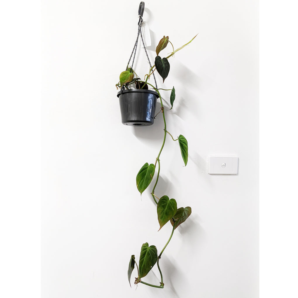 philodendron micans hanging basket Philodendron 'Micans' - 15cm hanging basket