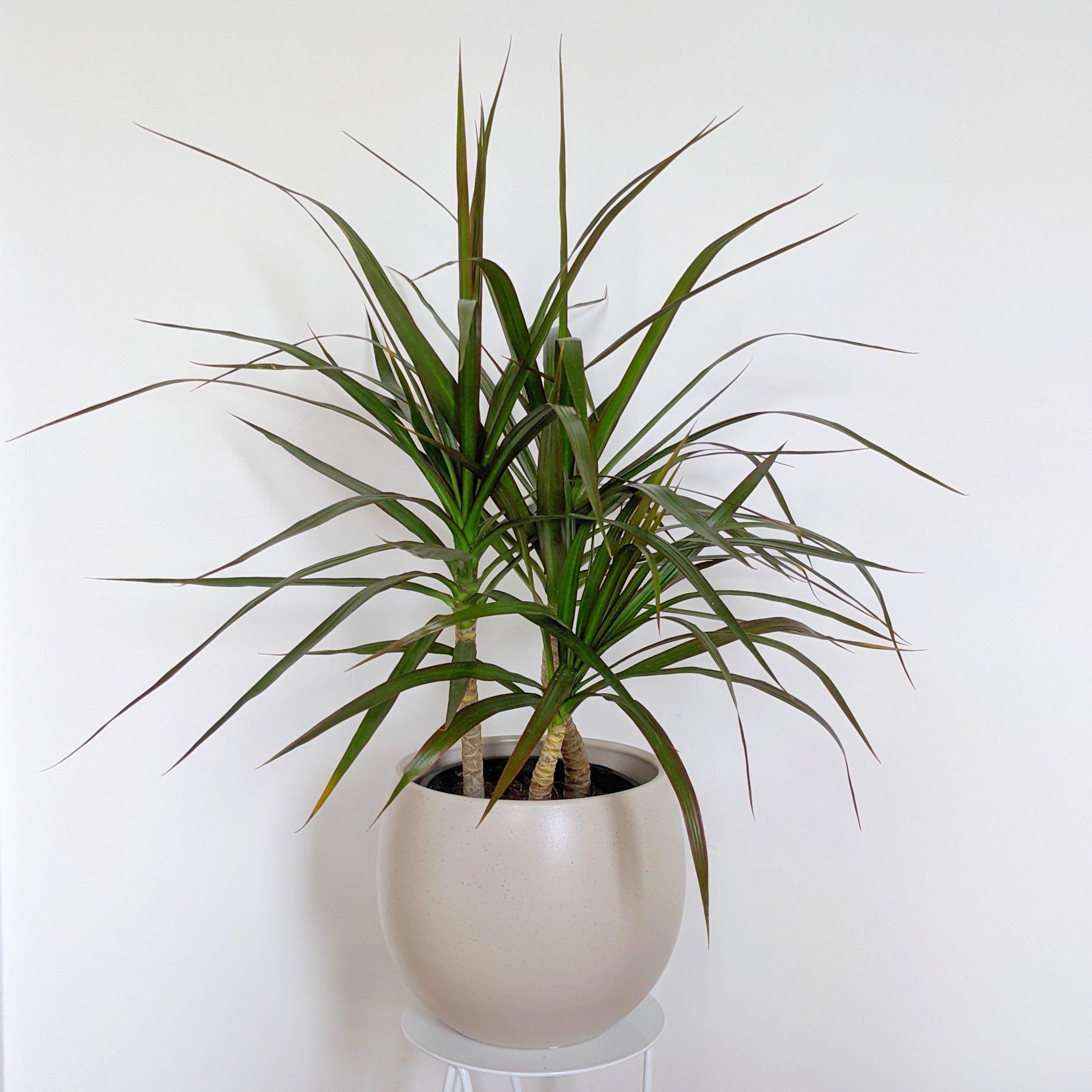 dracaena black knight Dracaena marginata 'Black Knight' - 20cm pot