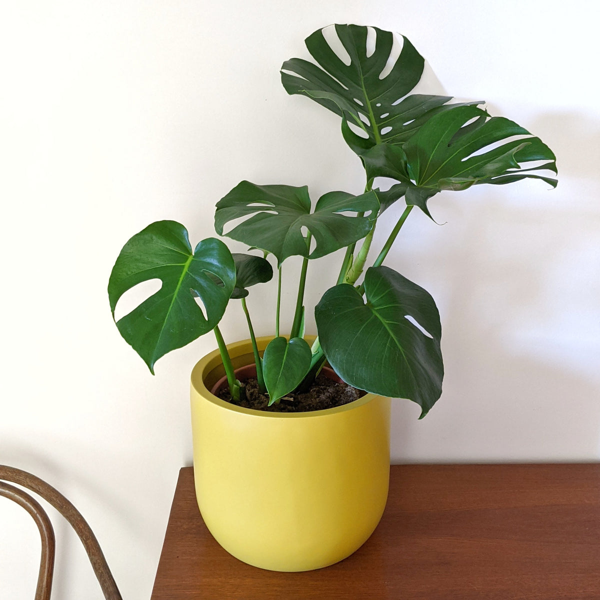 Monstera deliciosa - 24cm pot | Plantsmith Indoor Plants Melbourne