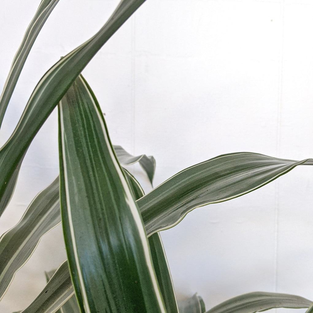 house plant with white stripes on leaves Dracaena deremensis 'White Stripe'- 25cm pot