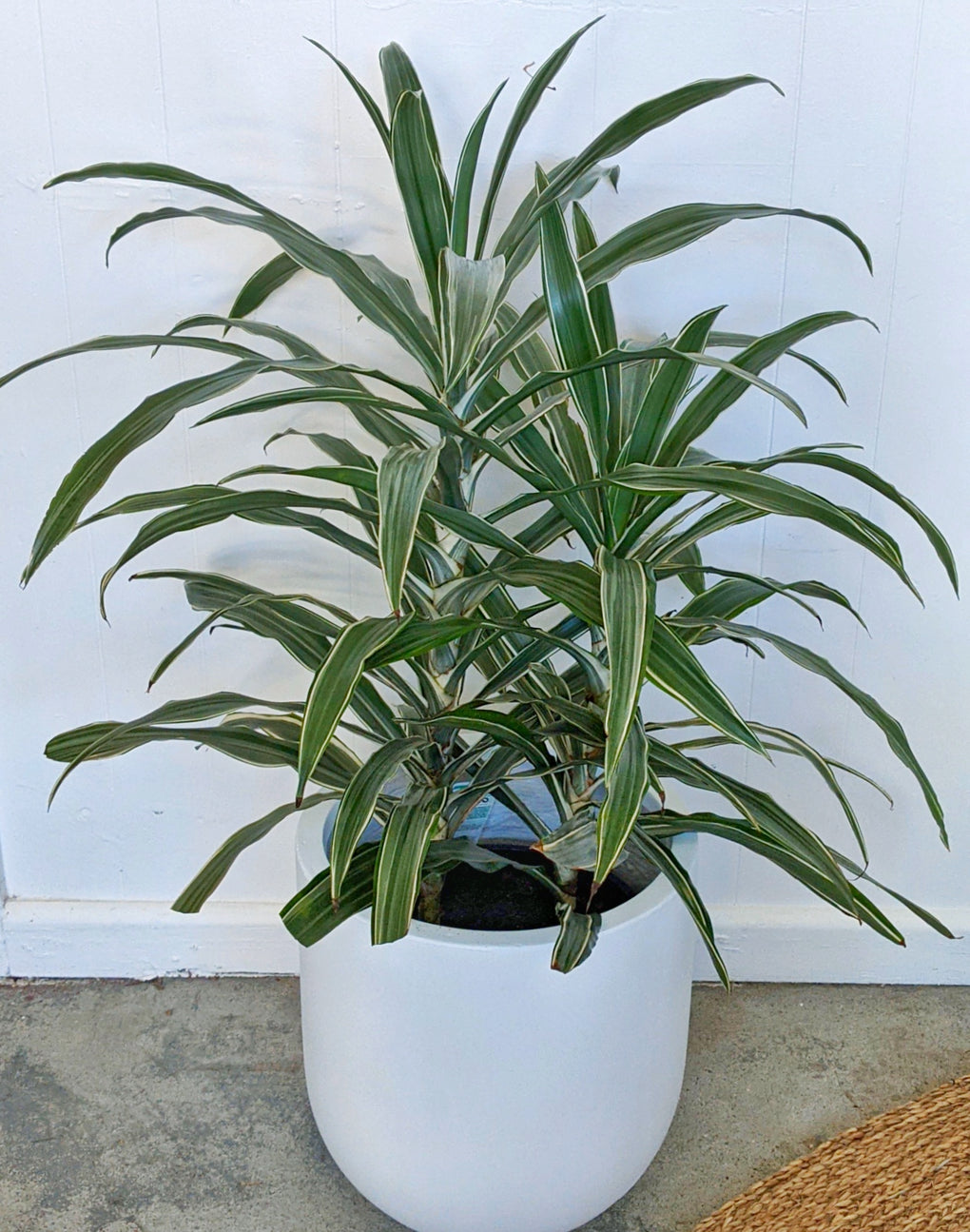 dracaena deremensis white stripe Dracaena deremensis 'White Stripe'- 25cm pot