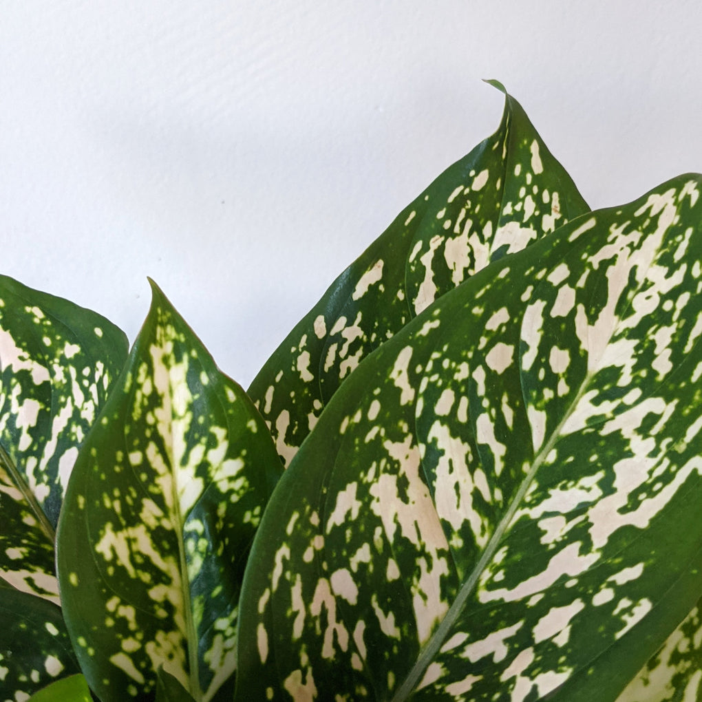 aglaonema melbourne Aglaonema 'Eileen' (Chinese Evergreen) - 18cm Pot