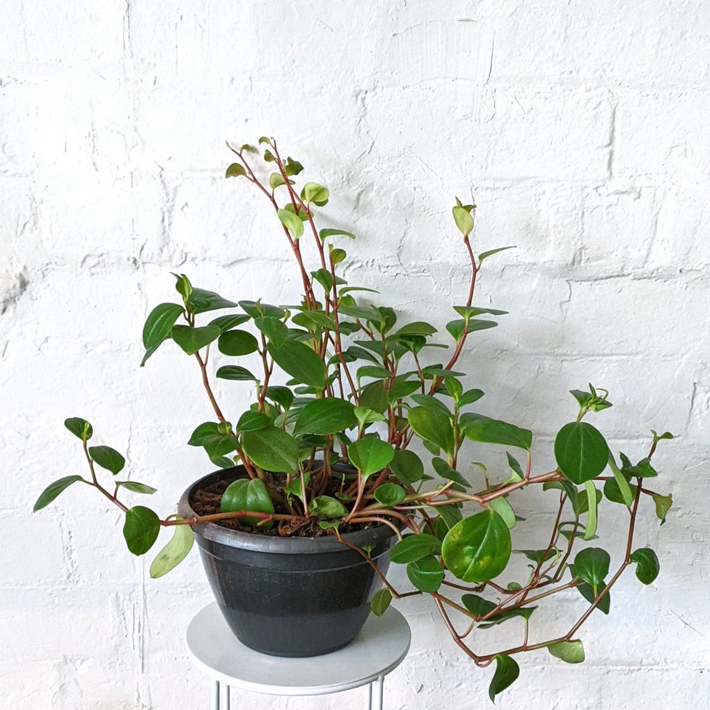 indoor plant with red stem and green leaves Peperomia glabella 'Red Stem' - 20cm hanging basket