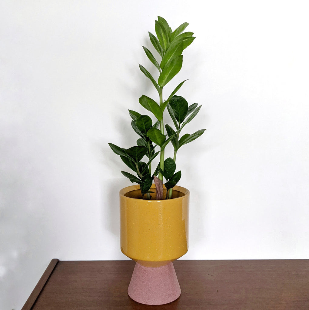 mustard pot plant Champagne Planter - Mustard & Terracotta