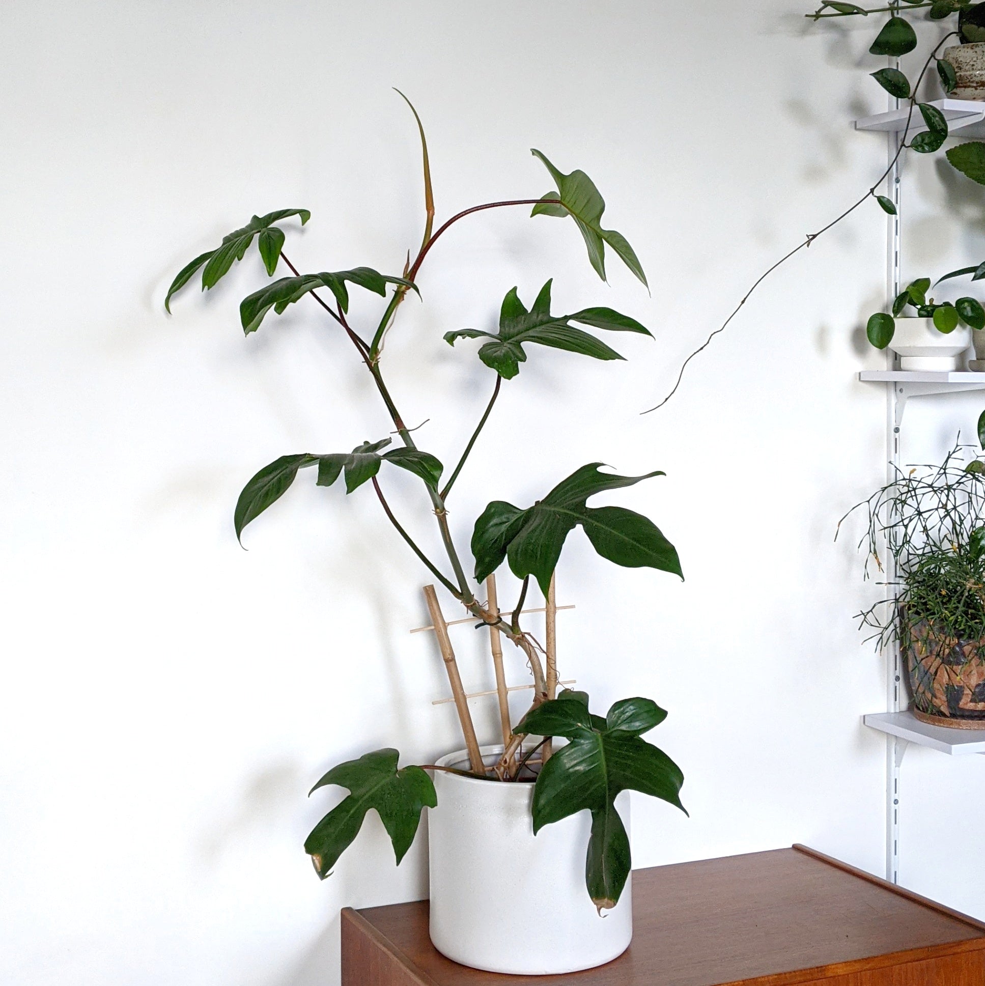 reindeer philodendron Philodendron Pedatum 'Rudolph' - 20cm pot