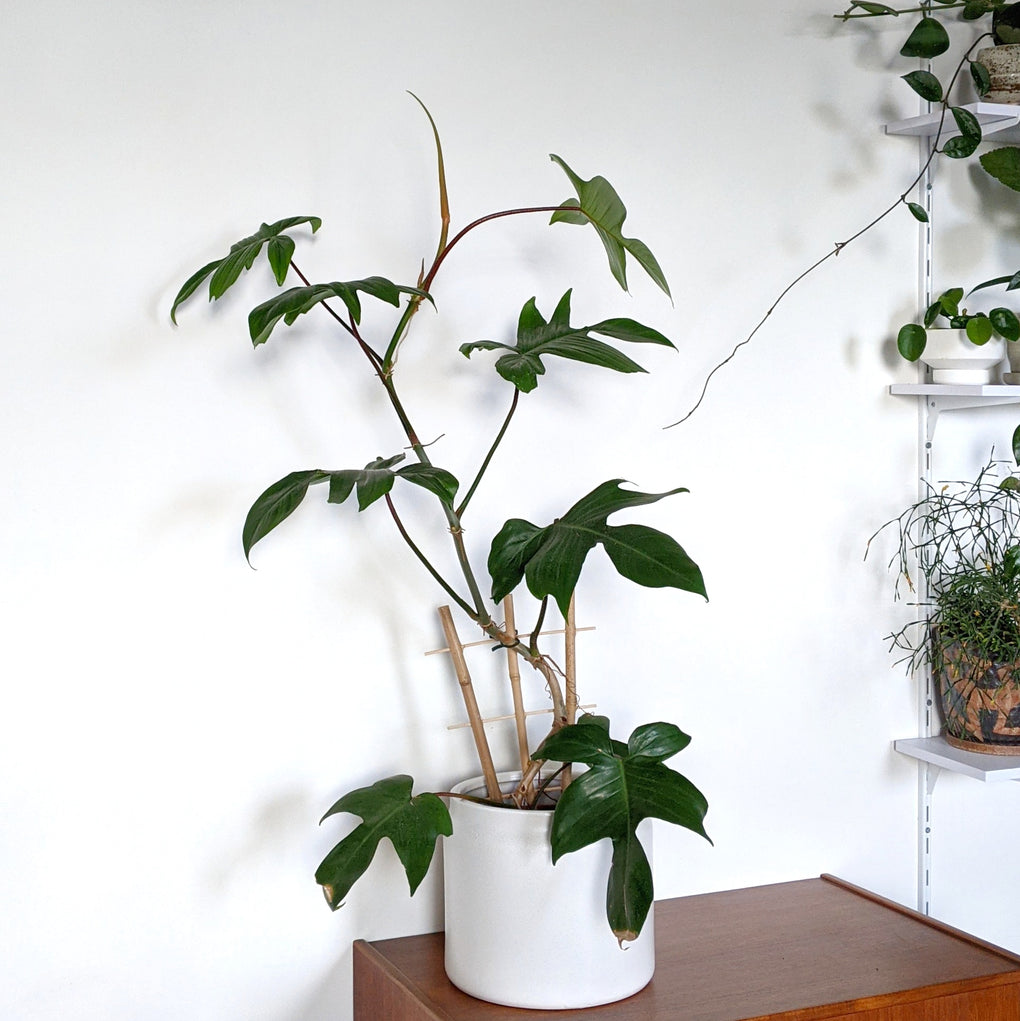 philodendron pedatum reindeer Philodendron Pedatum 'Rudolph' - 20cm pot