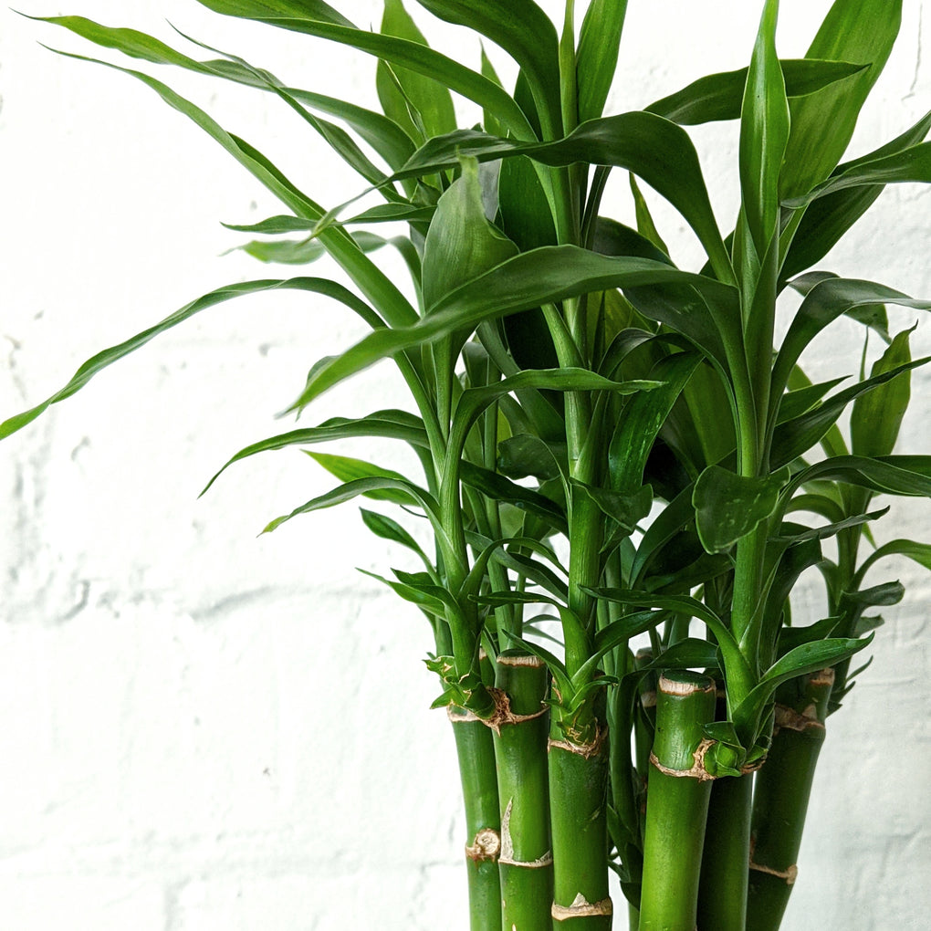 lucky bamboo sydney Dracaena sanderiana (Lucky Bamboo) - 11cm pot