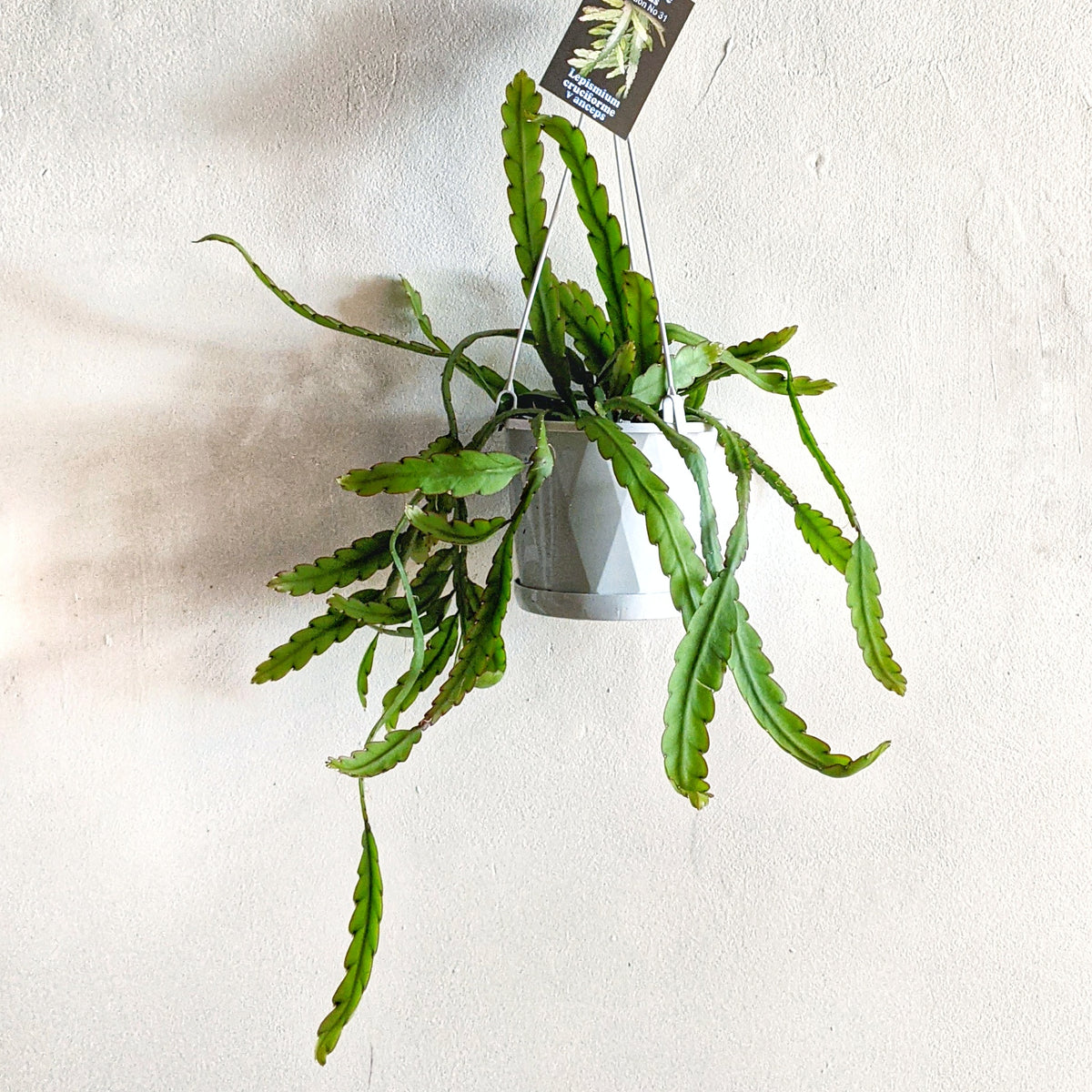 Rhipsalis Lepismium cruciforme v. anceps - 13cm pot | Plantsmith Indoor ...