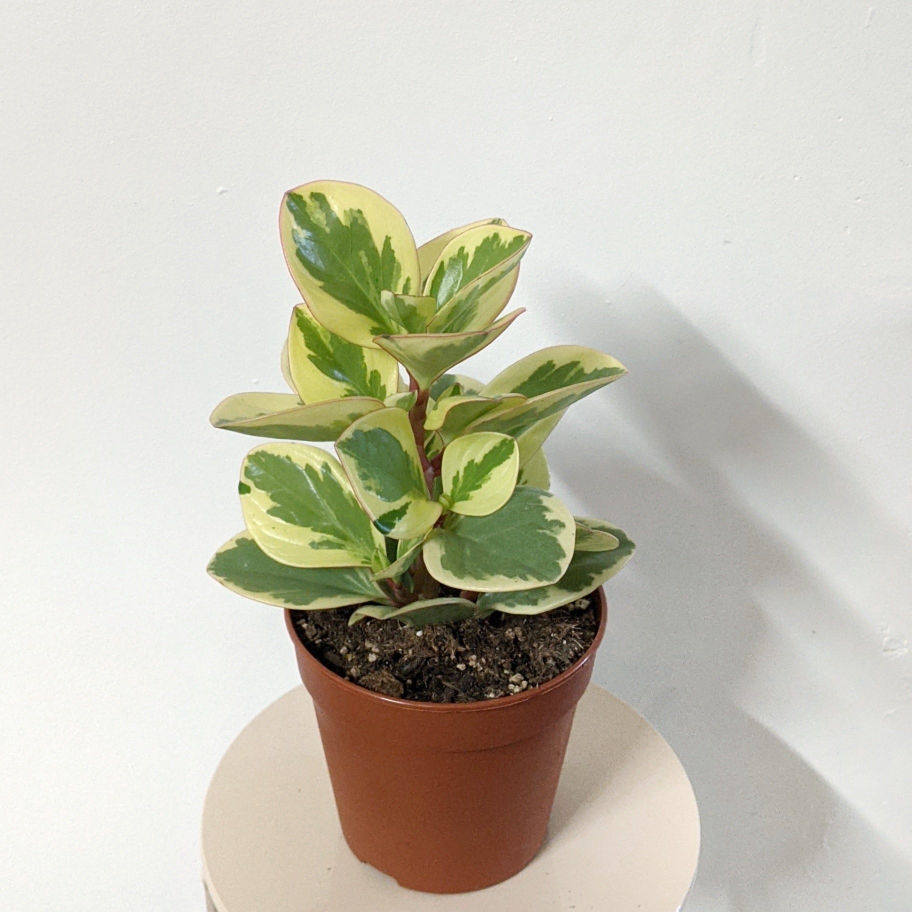 Peperomia Optipan Bicolor