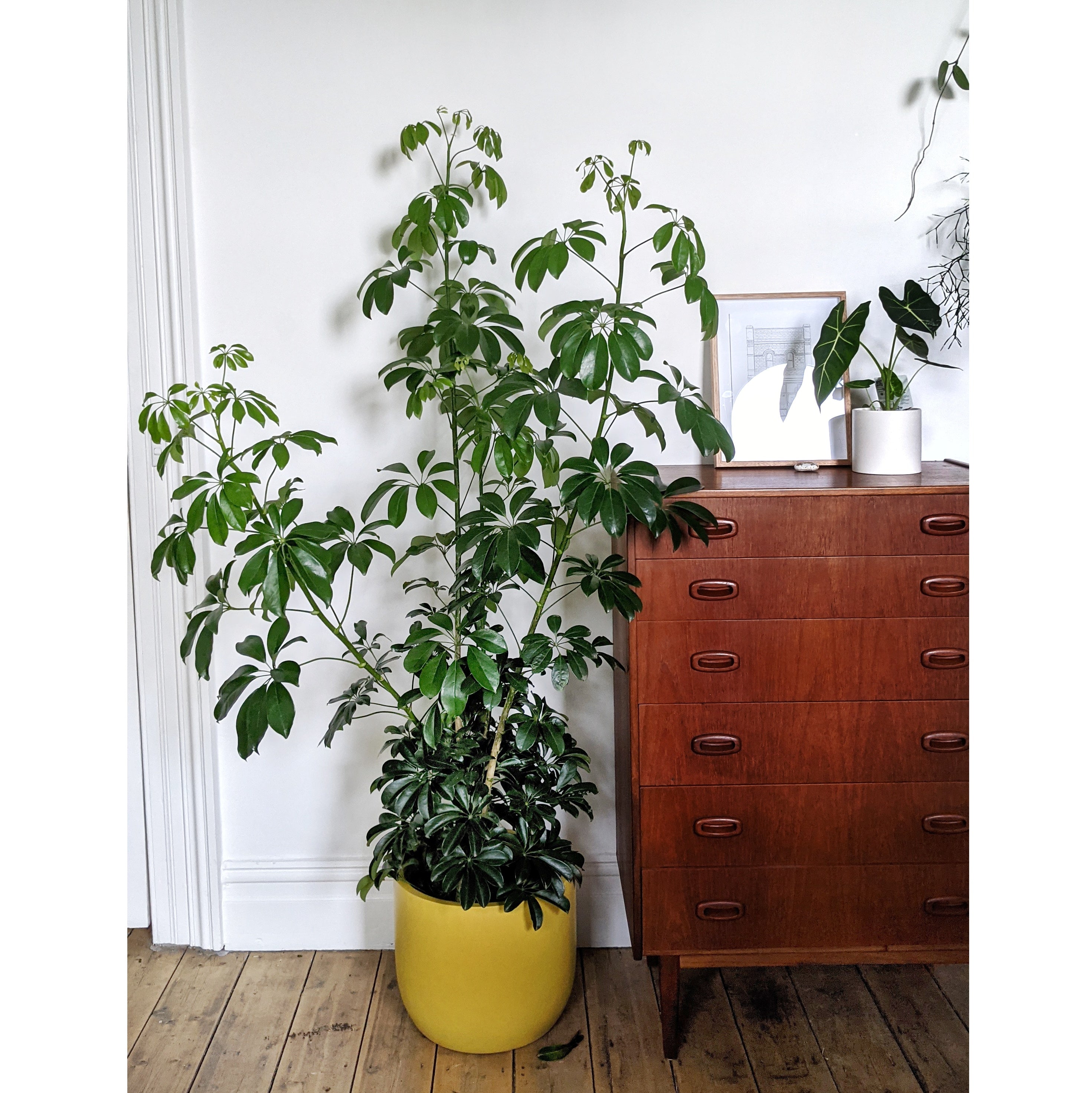 schefflera arboricola indoor Schefflera arboricola (Dwarf Umbrella Tree) - 30cm